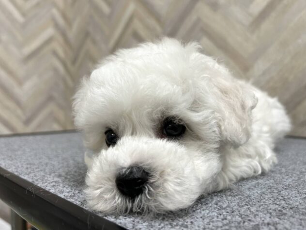 岡山県のビションフリーゼ (アミーゴ水島店/2026年1月26日生まれ/男の子/ホワイト)の子犬の4枚目の画像