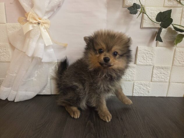 宮城県のポメラニアン (アミーゴ古川駅前店/2026年1月12日生まれ/男の子/オレンジセーブル)の子犬の2枚目の画像