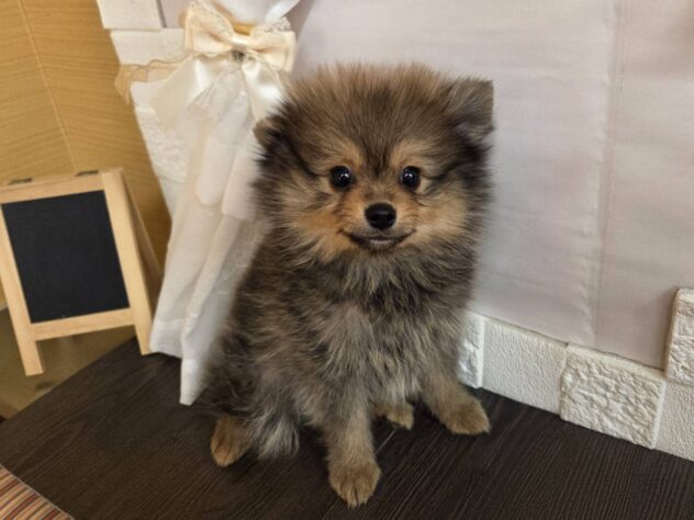 宮城県のポメラニアン (アミーゴ古川駅前店/2026年1月12日生まれ/男の子/オレンジセーブル)の子犬