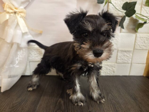 宮城県のミニチュアシュナウザー (アミーゴ古川駅前店/2026年1月25日生まれ/男の子/ブラックシルバー)の子犬の2枚目の画像