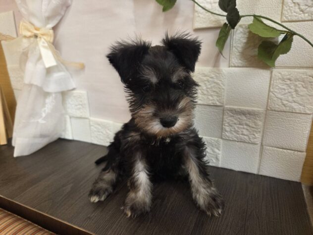 宮城県のミニチュアシュナウザー (アミーゴ古川駅前店/2026年1月25日生まれ/男の子/ブラックシルバー)の子犬