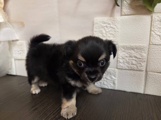 宮城県のチワワ(ロング) (アミーゴ古川駅前店/2026年1月27日生まれ/男の子/ブラックタン)の子犬