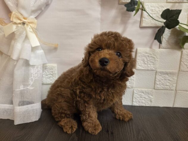 宮城県のトイプードル(トイ) (アミーゴ古川駅前店/2026年1月26日生まれ/男の子/レッド)の子犬の2枚目の画像