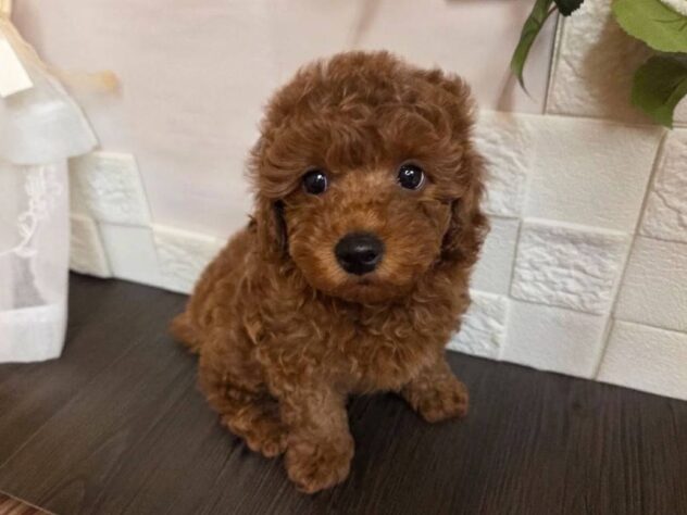 宮城県のトイプードル(トイ) (アミーゴ古川駅前店/2026年1月26日生まれ/男の子/レッド)の子犬