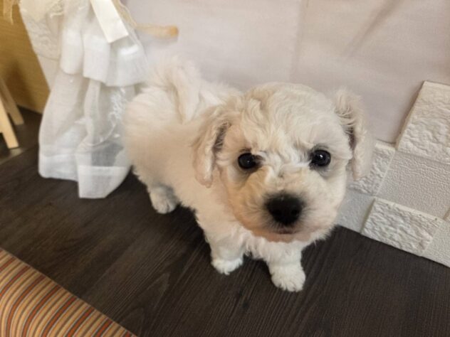 宮城県のビションフリーゼ (アミーゴ古川駅前店/2026年1月25日生まれ/男の子/ホワイト)の子犬