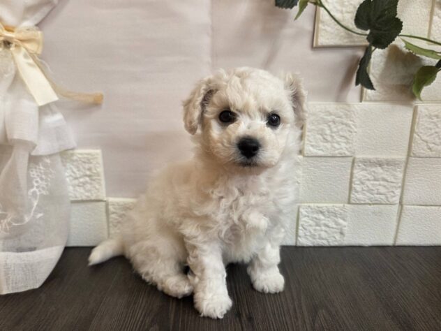 宮城県のビションフリーゼ (アミーゴ古川駅前店/2026年1月25日生まれ/男の子/ホワイト)の子犬の2枚目の画像