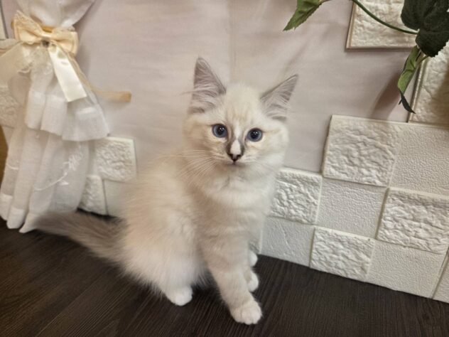 宮城県のラグドール (アミーゴ古川駅前店/2026年1月11日生まれ/女の子/ブルーポイントバイカラー)の子猫の1枚目の画像