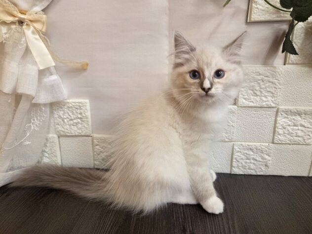 宮城県のラグドール (アミーゴ古川駅前店/2026年1月11日生まれ/女の子/ブルーポイントバイカラー)の子猫の2枚目の画像