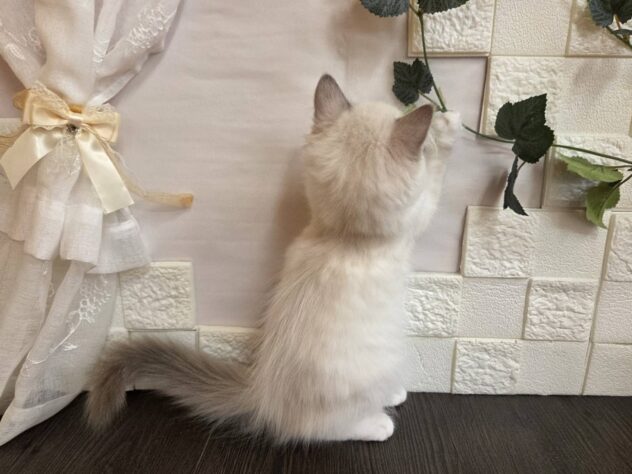 宮城県のラグドール (アミーゴ古川駅前店/2026年1月11日生まれ/女の子/ブルーポイントバイカラー)の子猫の3枚目の画像