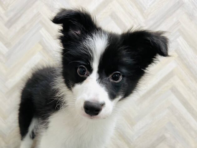 岡山県のボーダーコリー (アミーゴ水島店/2026年1月6日生まれ/女の子/ブラックホワイト)の子犬の1枚目の画像