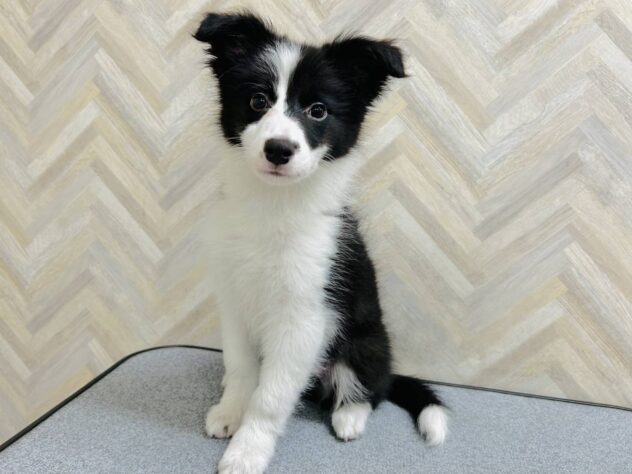 岡山県のボーダーコリー (アミーゴ水島店/2026年1月6日生まれ/女の子/ブラックホワイト)の子犬の2枚目の画像