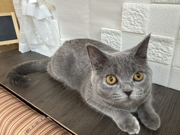 宮城県のブリティッシュショートヘアー (アミーゴ古川駅前店/2025年9月29日生まれ/女の子/ブルークリーム)の子猫の1枚目の画像