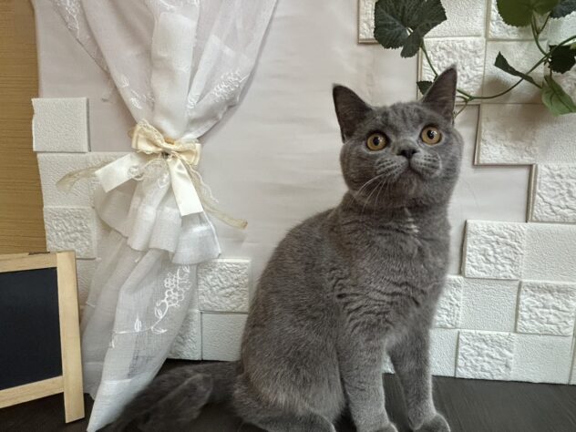 宮城県のブリティッシュショートヘアー (アミーゴ古川駅前店/2025年9月29日生まれ/女の子/ブルークリーム)の子猫の2枚目の画像