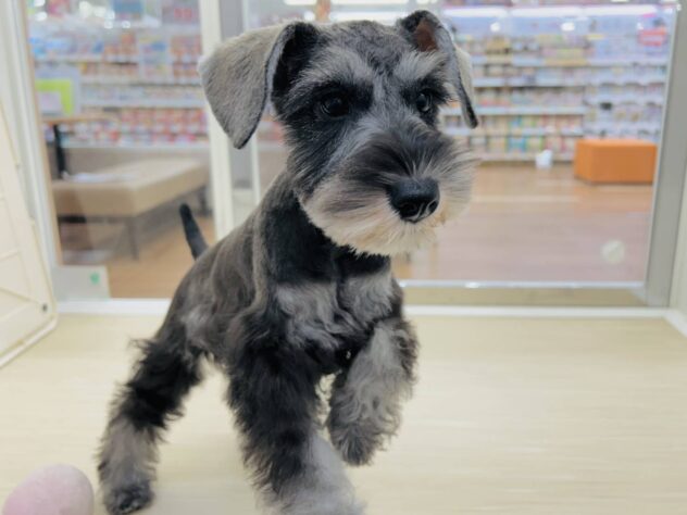 岡山県のミニチュアシュナウザー (アミーゴ水島店/2025年12月29日生まれ/女の子/ソルトペッパー)の子犬の3枚目の画像