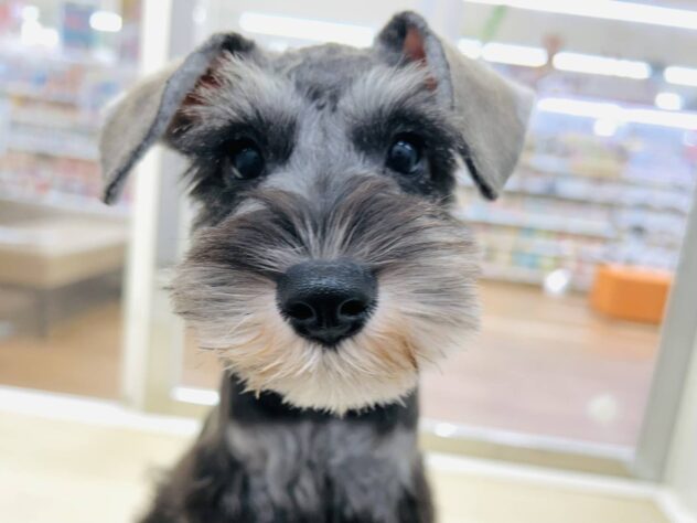 岡山県のミニチュアシュナウザー (アミーゴ水島店/2025年12月29日生まれ/女の子/ソルトペッパー)の子犬の2枚目の画像