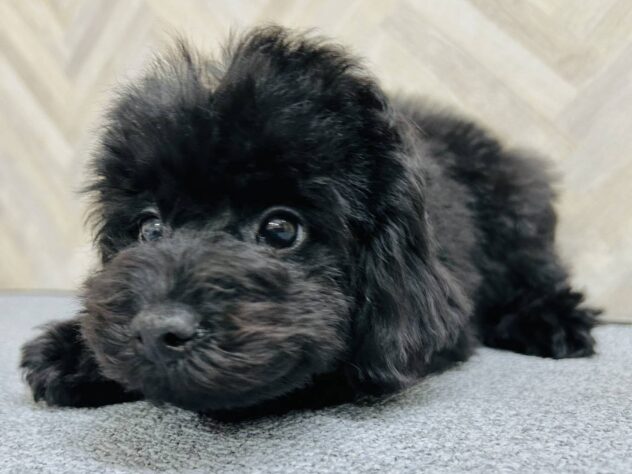 岡山県のトイプードル(トイ) (アミーゴ水島店/2026年1月16日生まれ/男の子/ブラック)の子犬の2枚目の画像