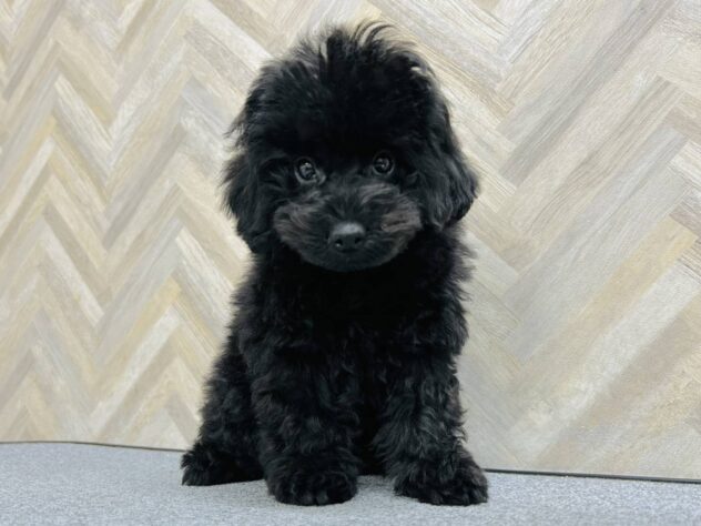 岡山県のトイプードル(トイ) (アミーゴ水島店/2026年1月16日生まれ/男の子/ブラック)の子犬の3枚目の画像