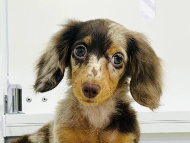 岡山県のミニチュアダックスフンド(ロング) (アミーゴ水島店/2026年1月26日生まれ/女の子/チョコレートダップル)の子犬の4枚目の画像