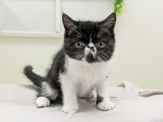 福島県のエキゾチックショートヘアー (アミーゴ会津若松店/2026年1月15日生まれ/男の子/ブラックホワイト)の子猫の2枚目の画像