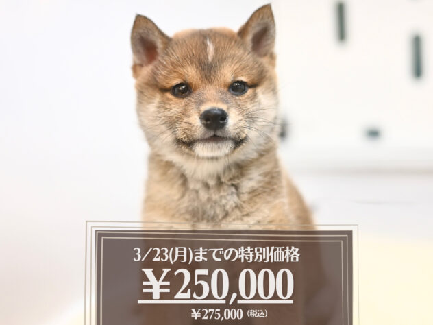 岡山県の豆柴 (アミーゴ大安寺店/2026年12月4日生まれ/女の子/赤)の子犬の1枚目の画像