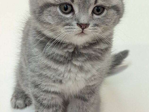 福島県のスコティッシュフォールド (アミーゴ福島南店/2026年1月23日生まれ/男の子/ブルータビー)の子猫