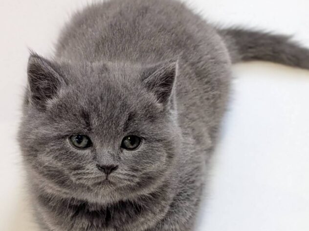 福島県のスコティッシュフォールド (アミーゴ福島南店/2026年1月23日生まれ/男の子/ブルー)の子猫