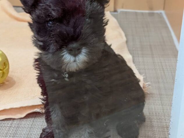 福島県のミニチュアシュナウザー (アミーゴ福島南店/2026年1月11日生まれ/女の子/ソルトペッパー)の子犬