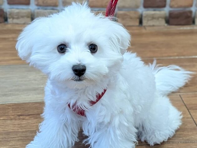 福島県のハーフ犬・ミックス犬 (アミーゴ福島南店/2025年10月30日生まれ/男の子/ホワイト)の子犬の1枚目の画像