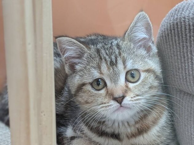 福島県のスコティッシュフォールド (アミーゴ福島南店/2025年12月7日生まれ/女の子/ブラウンパッチドタビー)の子猫