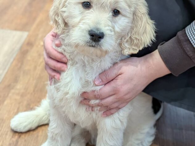 福島県のゴールデンドゥードゥル(ゴールデン×プードル) (アミーゴ福島南店/2026年1月22日生まれ/女の子/クリーム)の子犬