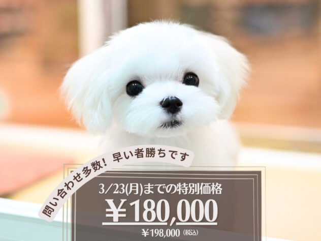 岡山県のマルチーズ (アミーゴ大安寺店/2025年10月14日生まれ/男の子/ホワイト)の子犬の1枚目の画像