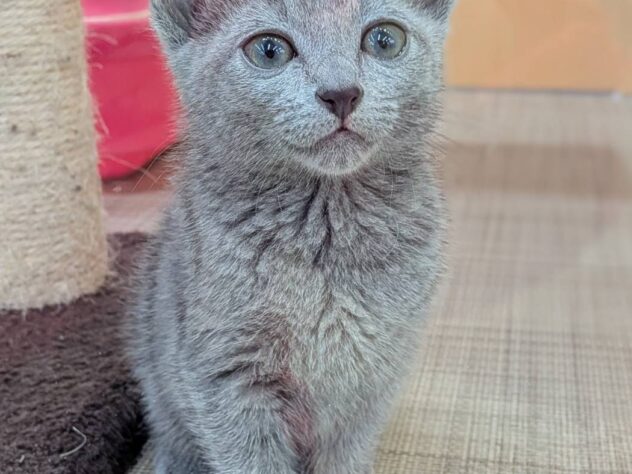 福島県のロシアンブルー (アミーゴ福島南店/2026年1月15日生まれ/女の子/ブルー)の子猫