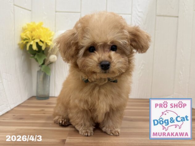 広島県のトイプードル(トイ) (アミーゴ大町店/2025年12月21日生まれ/男の子/アプリコット)の子犬の1枚目の画像