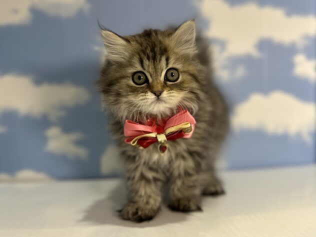 山形県のペルシャ (アミーゴ山形南店/2026年1月13日生まれ/女の子/シェーデットゴールデン)の子猫の1枚目の画像