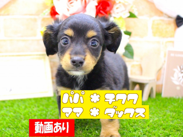 兵庫県のハーフ犬・ミックス犬 (ペット・プラザ アミーゴ三田店/2026年1月25日生まれ/女の子/ブラックタン)の子犬の1枚目の画像