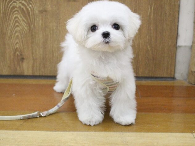 兵庫県のマルチーズ (ペット・プラザ アミーゴ明石魚住店/2025年11月27日生まれ/女の子/ホワイト)の子犬の1枚目の画像