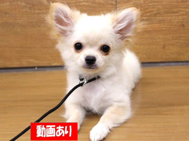 兵庫県のチワワ(ロング) (ペット・プラザ アミーゴ三田店/2025年11月12日生まれ/男の子/クリームホワイト)の子犬の1枚目の画像