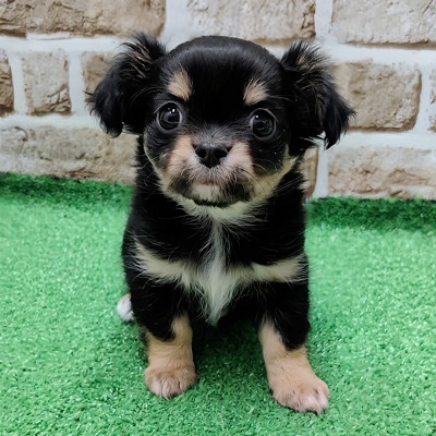 大阪府のチワワ(ロング) (アミーゴ高槻店/2026年1月15日生まれ/女の子/ブラックタンホワイト)の子犬の1枚目の画像