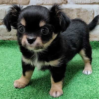 大阪府のチワワ(ロング) (アミーゴ高槻店/2026年1月15日生まれ/女の子/ブラックタンホワイト)の子犬の2枚目の画像