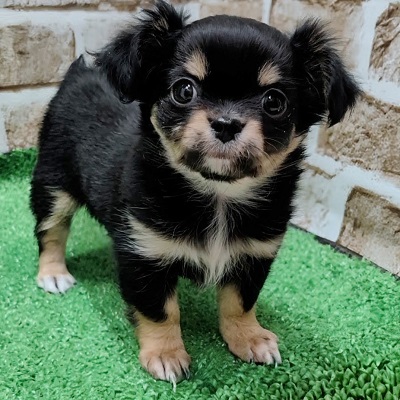 大阪府のチワワ(ロング) (アミーゴ高槻店/2026年1月15日生まれ/女の子/ブラックタンホワイト)の子犬の3枚目の画像