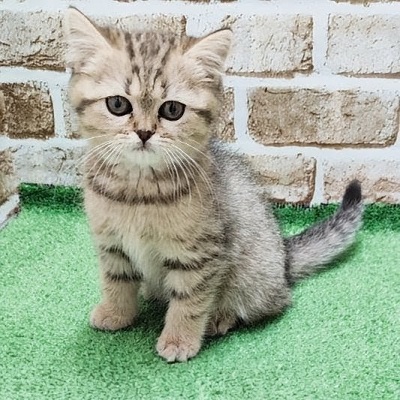 大阪府のブリティッシュショートヘアー (アミーゴ高槻店/2026年1月16日生まれ/女の子/ブラウンタビー)の子猫の3枚目の画像