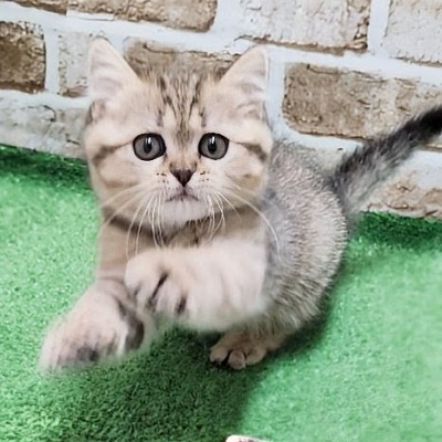 大阪府のブリティッシュショートヘアー (アミーゴ高槻店/2026年1月16日生まれ/女の子/ブラウンタビー)の子猫の2枚目の画像