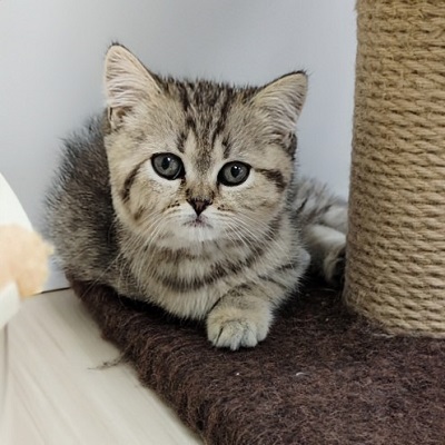 大阪府のブリティッシュショートヘアー (アミーゴ高槻店/2026年1月16日生まれ/女の子/ブラウンタビー)の子猫の4枚目の画像