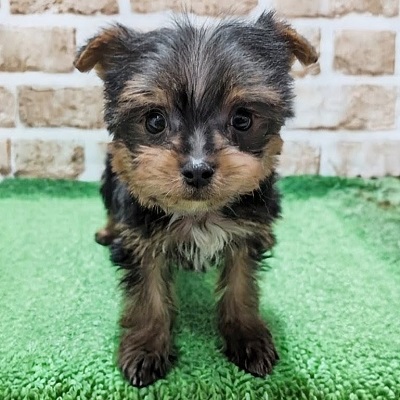 大阪府のヨークシャーテリア (アミーゴ高槻店/2026年1月25日生まれ/男の子/スチールブルータン)の子犬の1枚目の画像