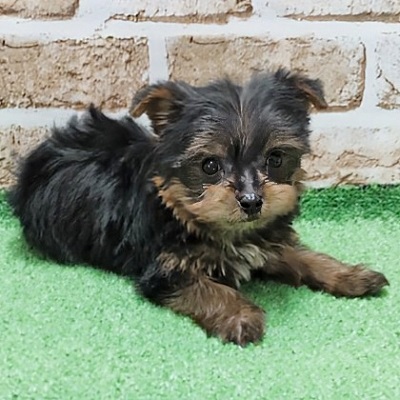 大阪府のヨークシャーテリア (アミーゴ高槻店/2026年1月25日生まれ/男の子/スチールブルータン)の子犬の3枚目の画像