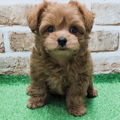 大阪府のハーフ犬・ミックス犬 (アミーゴ高槻店/2026年1月27日生まれ/男の子/レッド)の子犬の1枚目の画像