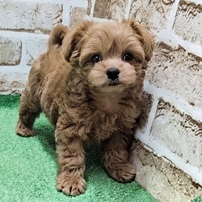 大阪府のハーフ犬・ミックス犬 (アミーゴ高槻店/2026年1月27日生まれ/男の子/レッド)の子犬の2枚目の画像