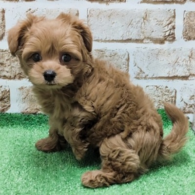 大阪府のハーフ犬・ミックス犬 (アミーゴ高槻店/2026年1月27日生まれ/男の子/レッド)の子犬の3枚目の画像