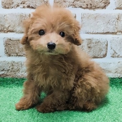 大阪府のトイプードル(トイ) (アミーゴ高槻店/2026年1月28日生まれ/女の子/オレンジフォーン)の子犬の1枚目の画像