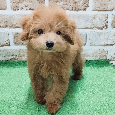 大阪府のトイプードル(トイ) (アミーゴ高槻店/2026年1月28日生まれ/女の子/オレンジフォーン)の子犬の2枚目の画像